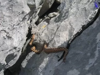 hm....potem ko vidiš rejenega modrasa, malo bolj pogledaš kam zagrabiš z roko!