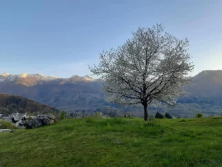 Bohinjska sakura, j.... Japonsko
