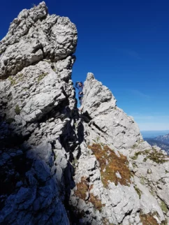 Kok še do vrha?