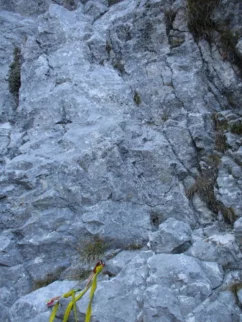 TISTI "štant"
