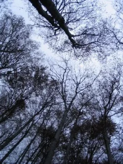 jesenska meditacija