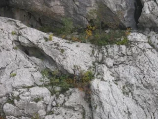 Živa na začetku smerke in reševanje vrvi iz grma!