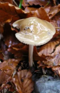 mokra gobica01