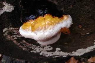 mokra gobica02