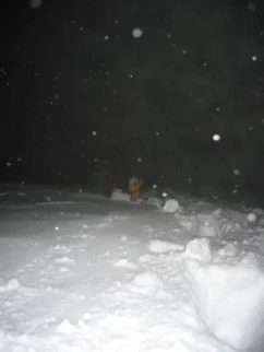 Vzpenjala sva se dobri dve uri, pa nisva prišla prou daleč. Snega ogromno, gazila do riti.